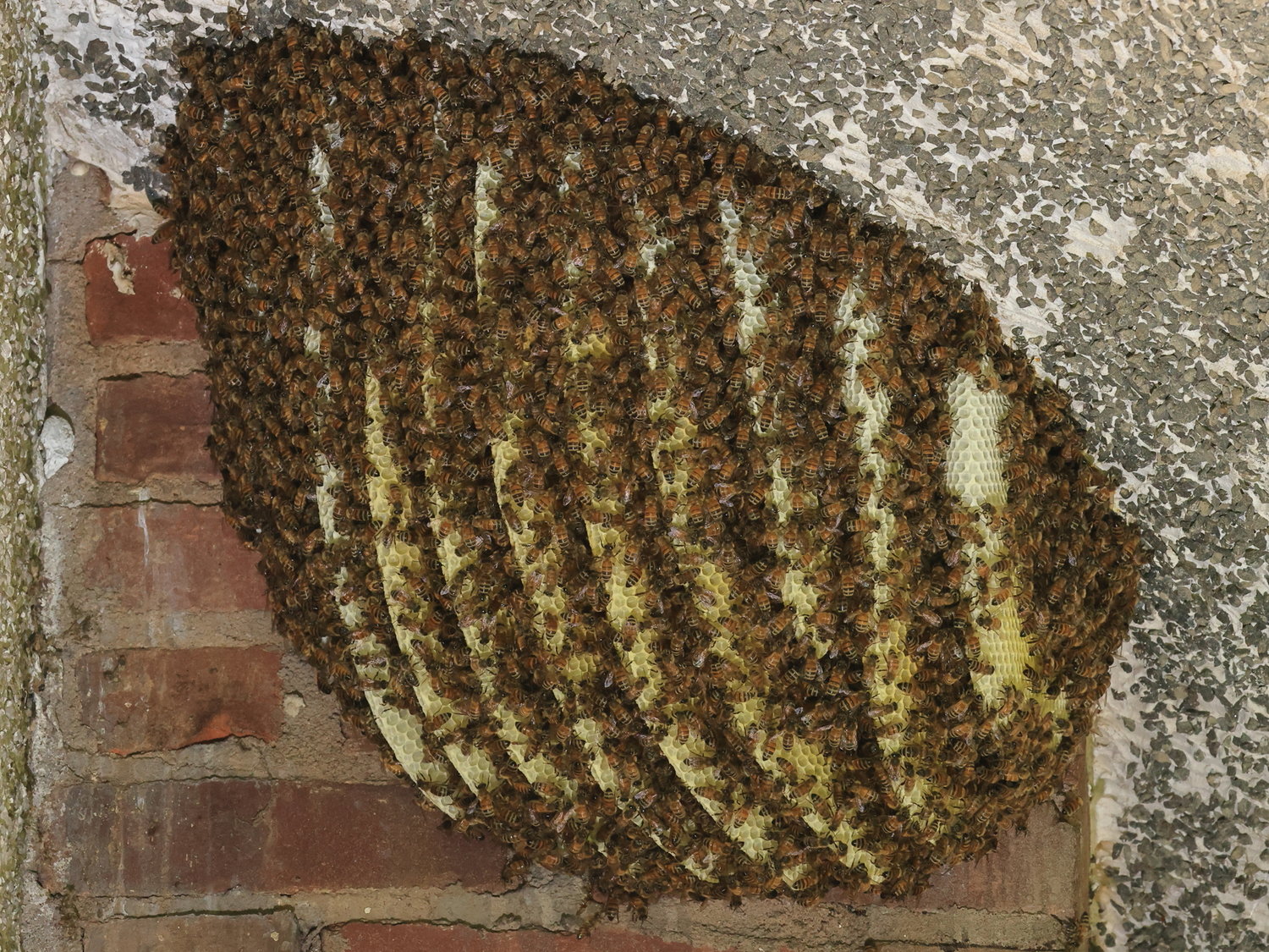 These bees decided that they didn’t need any protection from the elements, and drew out their nest comb, so it is exposed directly under the eaves of the house.